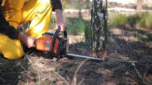 Best Root Management and Removal  in Wolfhurst, OH